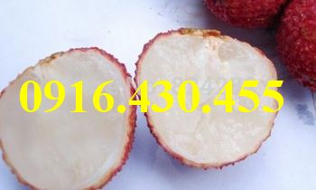 Cây giống vải không hạt